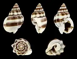 Nassarius (Niotha) jacksonianus