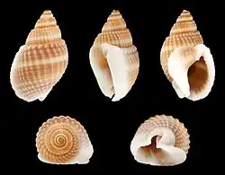 Nassarius (Niotha) livescens