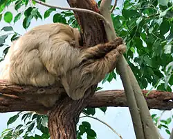 A sloth in a tree in the aviary.