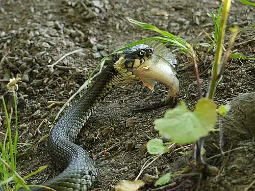 Eating European perch