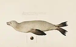 Japanese sea lion drawn by Philipp Franz von Siebold (1823-1829).