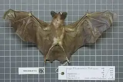 Brown bat