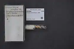 On a black background, presumably a tabletop, you see a flat lay of (one) a test tube containing three Mollusc shells, (two) a white placard that reads Mittidae, Mitra aerumnosa Melvill, 1888 in black, and (three) a box with a handwritten label that reads the same as the placard. The test tube is sealed with a cotton wad about halfway through.