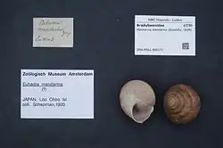 Mandarina mandarina shell on display at a museum