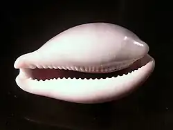 Inflected lip of Neobernaya spadicea