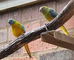 A blue parrot with a yellow underside and a green nape. The females have a green head and the males have a blue head