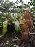 Nepenthes latiffiana lower pitchers and a single upper pitcher to the side.
