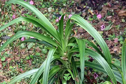 Foliage of a cultivated plant