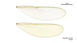 Female wings
