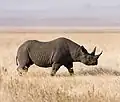 Black rhinoceros