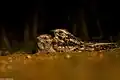 Nightjar at Biligiriranga Hills, Karnataka