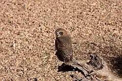 Picture of a Ninox boobook ocellata sitting on a large fallen branch.