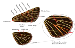 Noctuidae Wings Figure 5