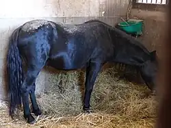 Nordfjior, a purebred Asturcón stallion donated to the Haras National d'Hennebont by the Asturian delegation at the 2013 Lorient Interceltic Festival.