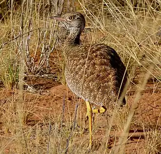 Dorsal view of adult female