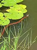Northern watersnake swimming in pond Hayesville, North Carolina
