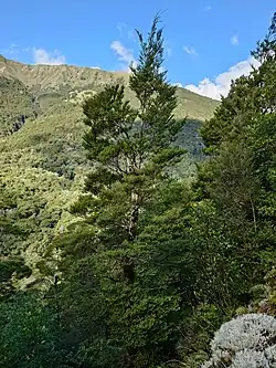 A mature Nothofagus menziesii specimen in native New Zealand forest, with patches of other Nothofagus menziesii trees in the foreground, with a mountain, blue sky and a few clouds in the background.