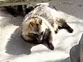 Japanese raccoon dog