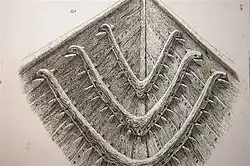 Nydam ship profile, archeological drawing
