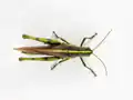 Obscure Bird Grasshopper - Schistocerca obscura - dorsal view