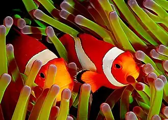 Common clownfish guarding their sea anemone home