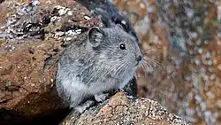 A pika standing on a rock
