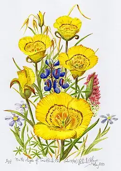 Watercolour 'On the Slopes of Toro Park California' by Patrick O'Hara made in 2000