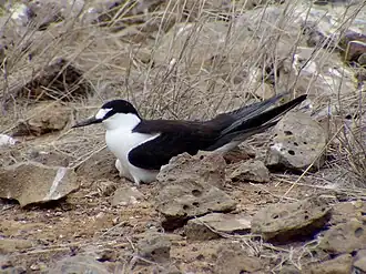 O. f. fuscatus on Ascension Island