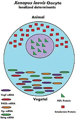 a diagram of the Xenopus laevis oocyte and its maternal determinants