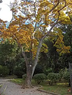 View of mature Magnolia denudata - Botanical Park, Opatija, Croatia