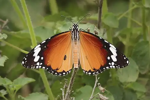 Dorsal view