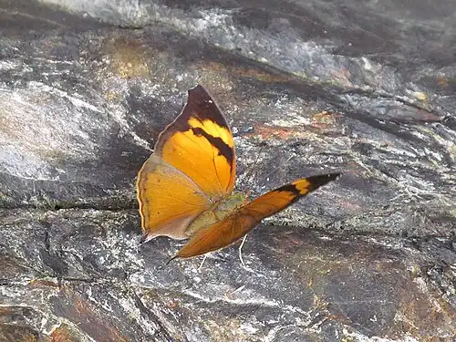 Dorsal view