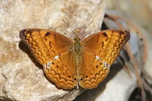 Dorsal view (female)