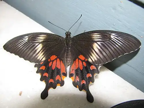 Dorsal view female (romulus form)