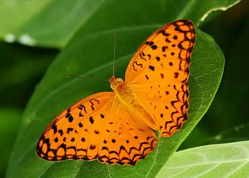 Dorsal view