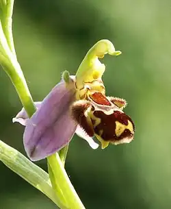 Orchid Ophrys apifera