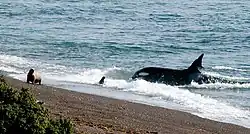 Orca beaching to capture sea lion