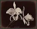 OrchideeCattleya Trianae, Ceylon, 1870s