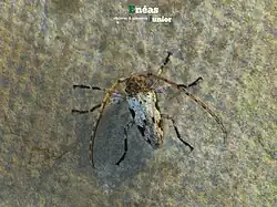 Oreodera quinquetuberculata, Brazil