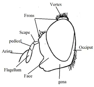 Orthonevra sp. head diagram