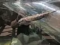 Akron Zoo Otter 2019