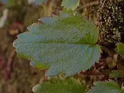 Close up of upper side of leaf