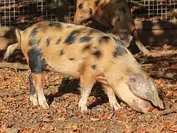 a rust-coloured pig with floppy ears and irregular patches of black