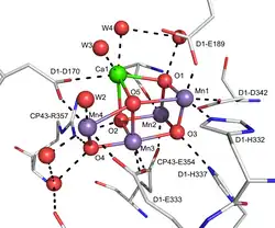 CaMn3O4 cubane in Photosystem II.[6]