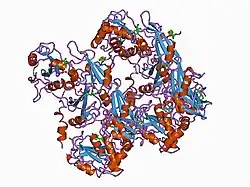1a81: CRYSTAL STRUCTURE OF THE TANDEM SH2 DOMAIN OF THE SYK KINASE BOUND TO A DUALLY TYROSINE-PHOSPHORYLATED ITAM