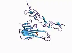 1d4v: Crystal structure of trail-DR5 complex