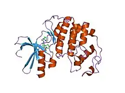1gii: HUMAN CYCLIN DEPENDENT KINASE 2 COMPLEXED WITH THE CDK4 INHIBITOR