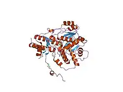 1h0c: THE CRYSTAL STRUCTURE OF HUMAN ALANINE:GLYOXYLATE AMINOTRANSFERASE