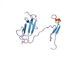 1lgp: Crystal structure of the FHA domain of the Chfr mitotic checkpoint protein complexed with tungstate