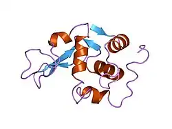 1lhh: ROLE OF PROLINE RESIDUES IN HUMAN LYSOZYME STABILITY: A SCANNING CALORIMETRIC STUDY COMBINED WITH X-RAY STRUCTURE ANALYSIS OF PROLINE MUTANTS